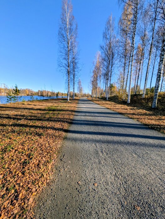 Asfalterad gångväg längs en sjö med kala träd på båda sidor under en klarblå himmel, och täckt av höstlöv.