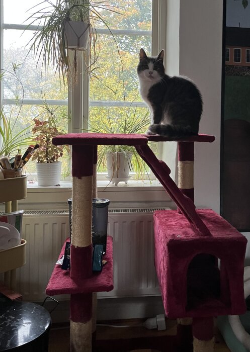 Katt sitter på ombyggt klösträd framför ett fönster med gröna växter.
