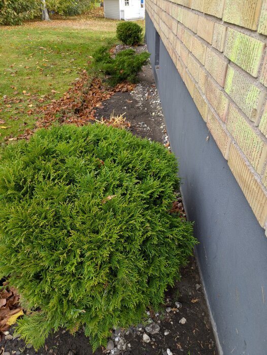 Buskar och rabatter med markduk längs husgrund på framsidan, vissna löv och synligt murverk.