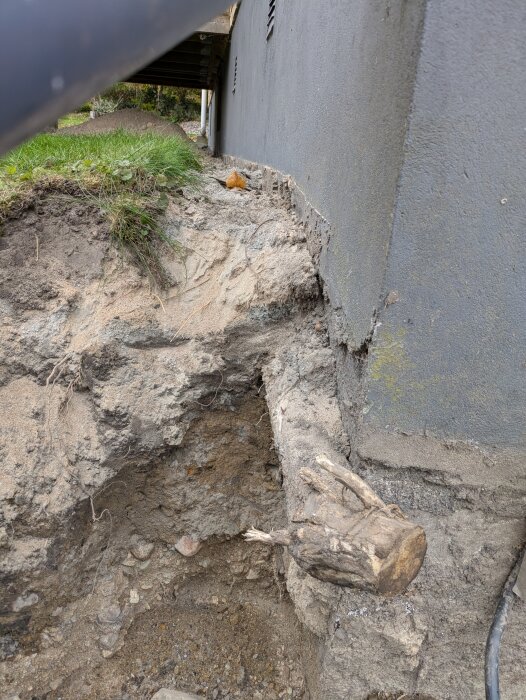 Synlig rot vid husgrund, del av utgrävd sektion med jord och sand. Bakgrunden visar grå husvägg med ventiler och gräs ovanför kant.