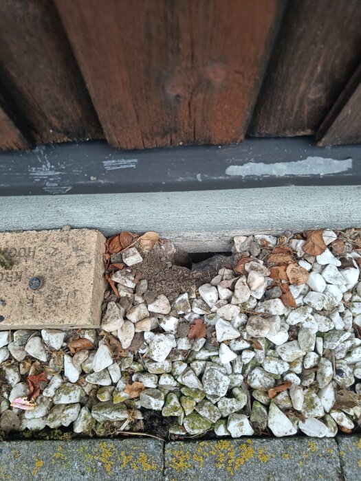 Hål i grunden av ett hus omgivet av vita småstenar och vissna löv, potentiellt en utgångspunkt för råttor.