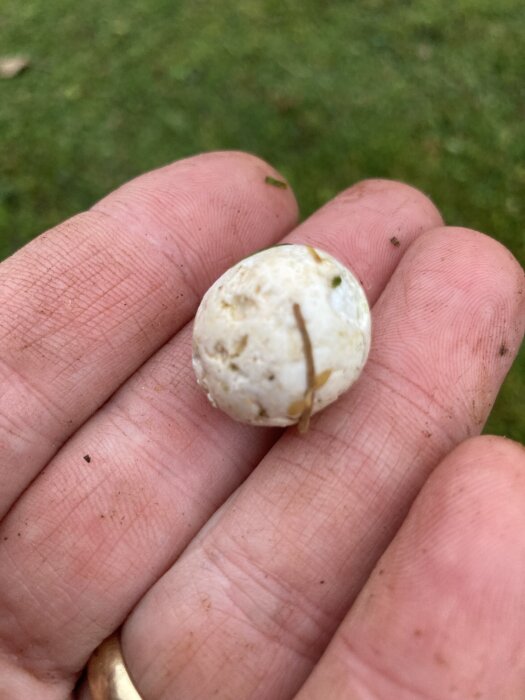 En liten krit- eller kalkaktig boll hålls mellan fingrarna på en hand mot en bakgrund av gräs.