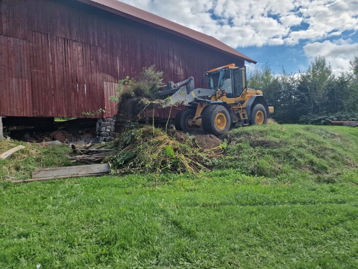 En gul traktor med skopa arbetar vid en röd lada, omgivna av grönska och en blå himmel.