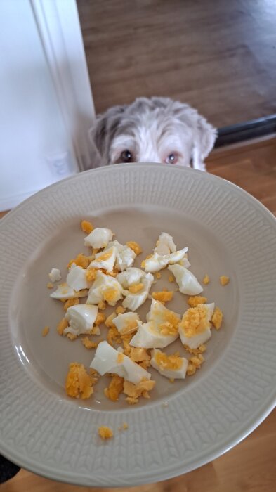Krossade kokta ägg på en tallrik med en hund som tittar upp i bakgrunden.