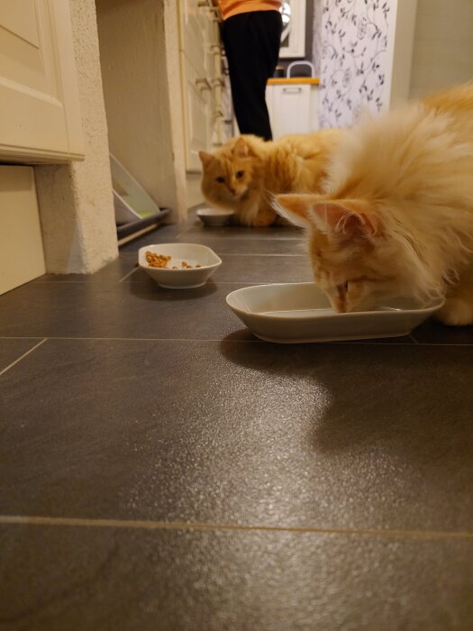 Två katter äter från skålar på ett köksgolv, en med torrfoder och en med kött. Persedel i bakgrunden syns.