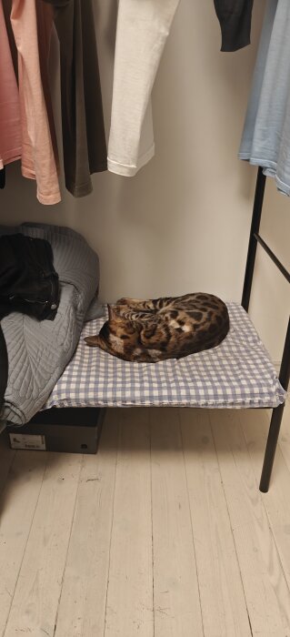 En katt sover på en blåvit rutig kudde i en garderob.