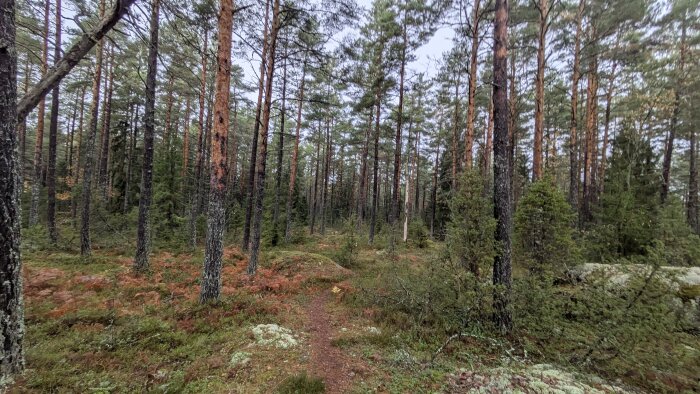 Skogsstig omgiven av höga tallar och grönska i dagsljus.