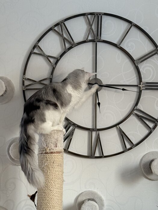 Katt på klöspelare vid stor klocka med romerska siffror, rör visarna med tass.