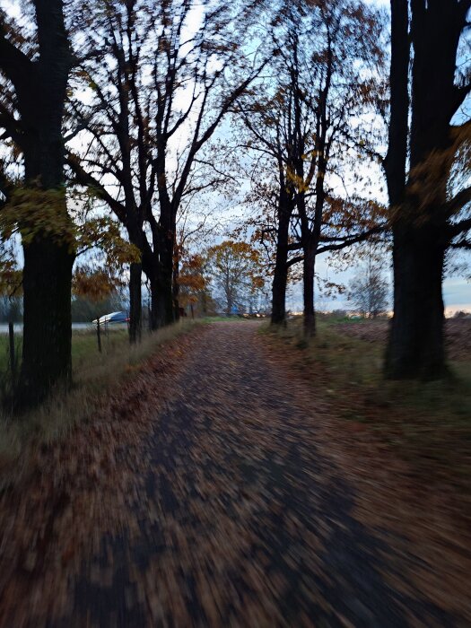 Suddig bild av en trädallé med höstlöv på marken, i en skogsmiljö.