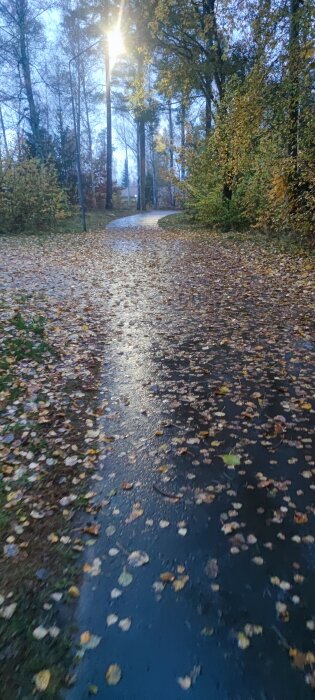 Asfalterad gångväg täckt med våta höstlöv, omgiven av grönskande träd. Gatlykta lyser upp vägen i skymningsljus.
