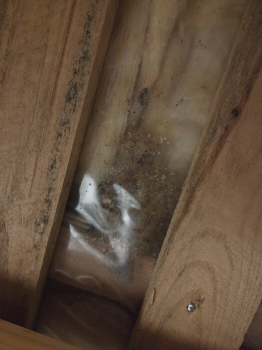 Isolering mellan träreglar med svart mögelliknande påväxt och smuts ovanpå plastfolie i en byggnadsstruktur.