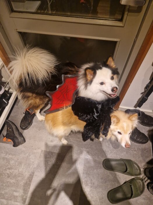 Två hundar i Halloween-kostymer; en med en röd spindel-kappa och en annan med svart vampyrdräkt, står bredvid varandra inomhus.