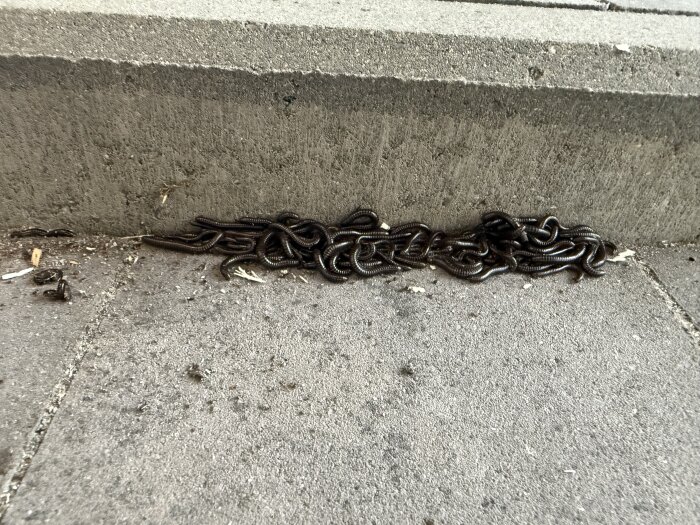 Ormar eller maskar utanför ett garage, slingriga på en betongyta invid en kant.