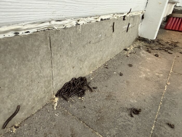 Här ses många tusenfotingar samlade i hörnet utanför ett garage. Några klättrar upp på väggen.