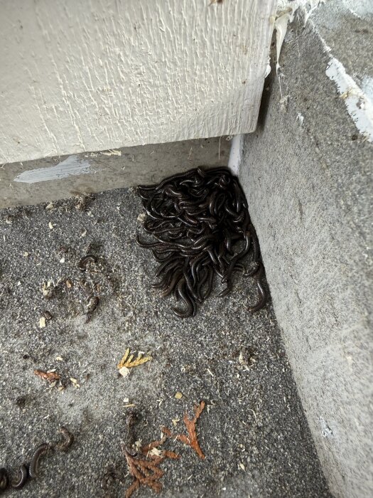 Hög med tusenfotingar i hörn utanför garage på grå betong.