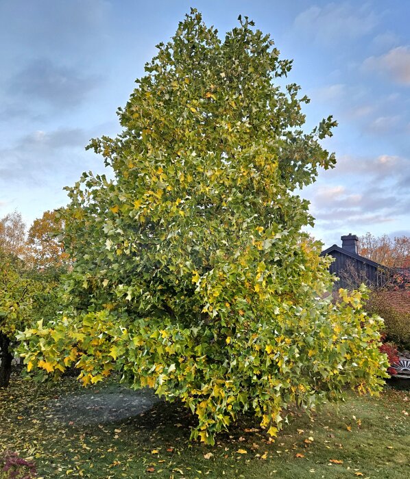 Tulpanträd i trädgård med gulnande löv, omgivna av höstlandskap och en byggnad i bakgrunden.