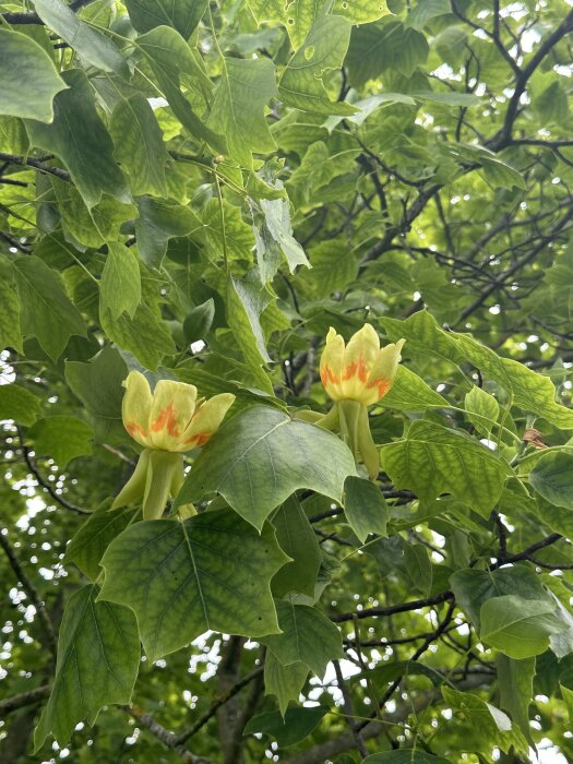 Tulpanträd med gröna blad och två gul-orangea blommor.