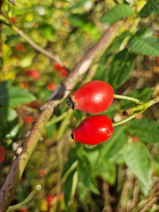 Två röda nypon på en buske med gröna blad, fotograferade i närbild med oskarp bakgrund.