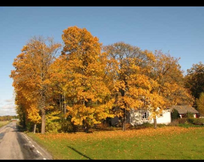 Höstlandskap med stora lönnar framför ett vitt hus, gula löv täcker marken och skapar en färgglad vy under en klarblå himmel.