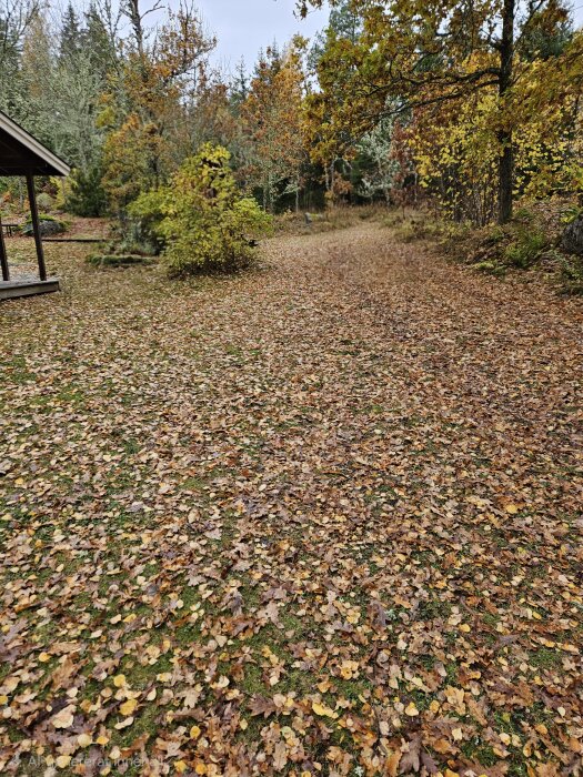 Höstlandskap med många nedfallna löv på marken vid skogsbryn och en byggnad, en nyklippt yta där löven mulchedes.