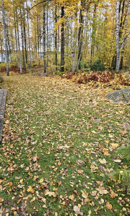 Gräsmatta täckt av höstlöv, omgiven av höstfärgade träd, efter gräsklippning.