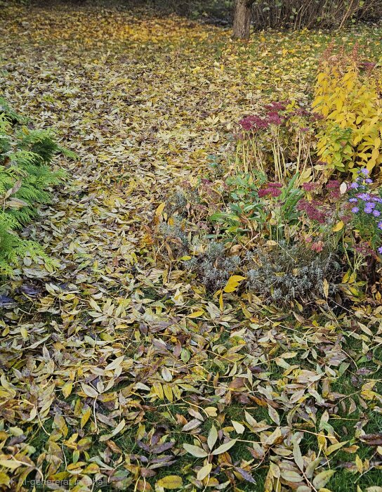Löv täcker marken i en trädgård med gröna buskar och färgglada blommor i förgrunden, samt ett träd i bakgrunden.