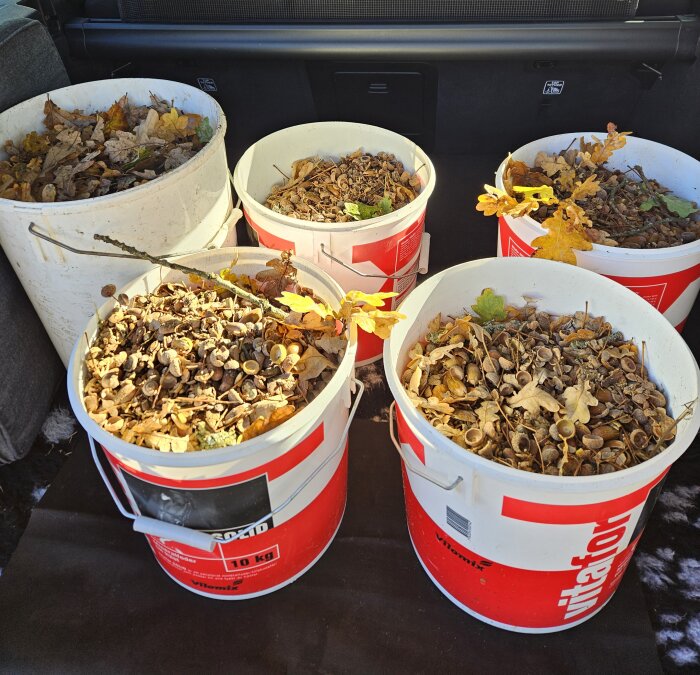 Fem hinkar fyllda med ekollon och löv i bagageutrymmet på en bil.