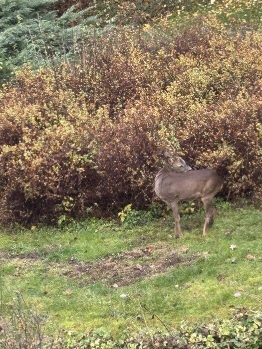 Ett rådjur står i en trädgård med grönt gräs och täta buskar i bakgrunden.