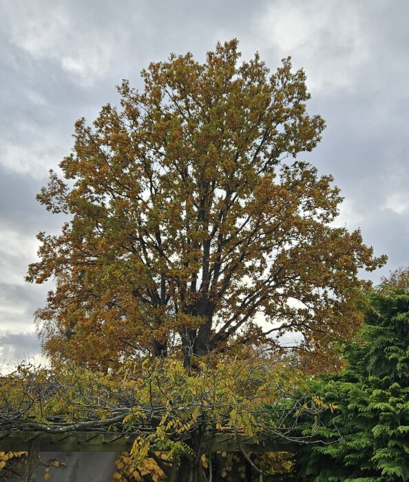 Ek med höstlöv och blåregn i förgrunden, med garage dolt bakom växtligheten under en molnig himmel.