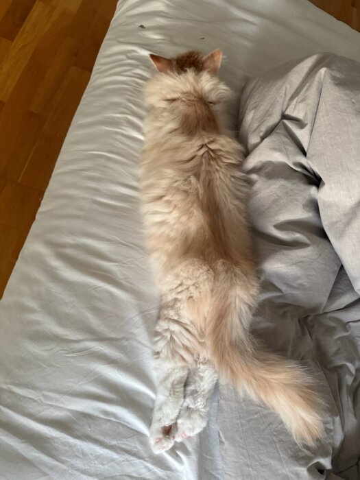 En fluffig katt ligger utsträckt på en säng med ryggen uppåt, tassarna sträckta rakt bakåt och svansen liggande längs kroppen.