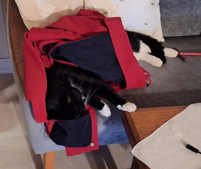 En svartvit katt ligger och vilar på en fåtölj, täckt av en röd jacka.