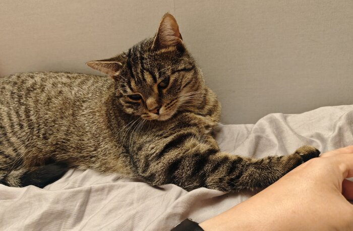 Brunrandig katt ligger på en säng och håller en människa i handen med tassen.