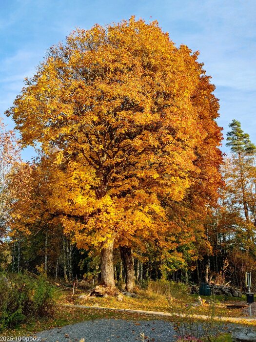 Ett stort träd med gyllene höstlöv som står bredvid en grusväg, omgiven av annan vegetation och blå himmel.