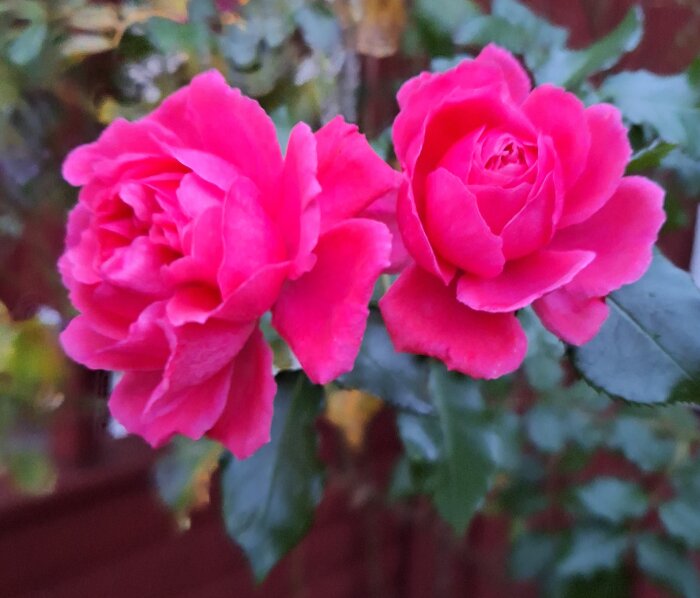 Två rosa rosor i full blom mot en suddig bakgrund av gröna löv och stjälkar.