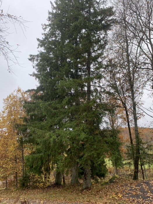 En hög gran står bland andra träd i en höstig skogsmiljö.