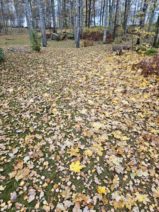 Löv täcker marken under höstdag i skog med björkar i bakgrunden.