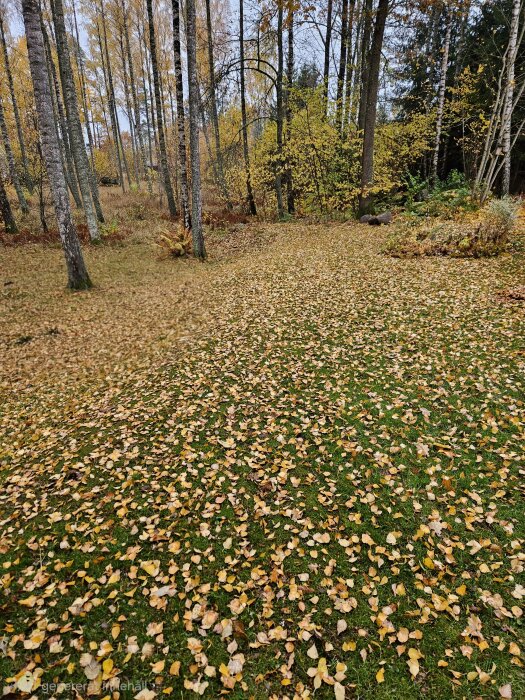 Höstlöv täcker marken i en skogsdunge med björkar och andra träd, en typisk höstscen i Sverige.