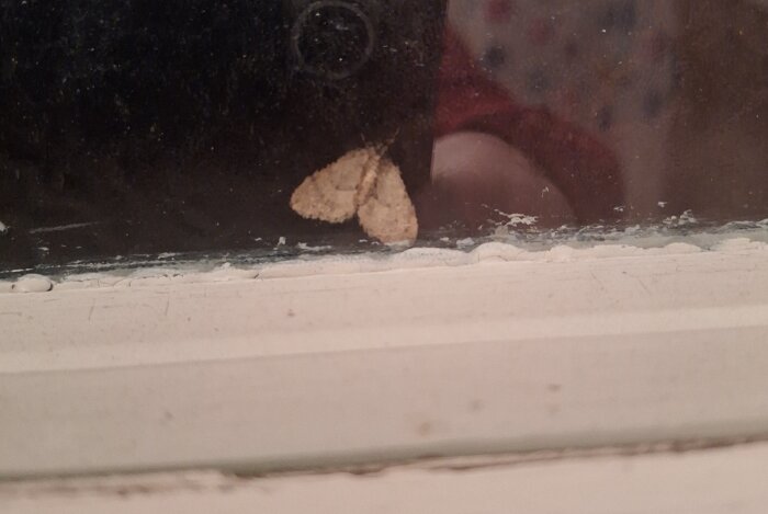 Nattfjäril sitter på en fönsterruta i kvällsmörker.