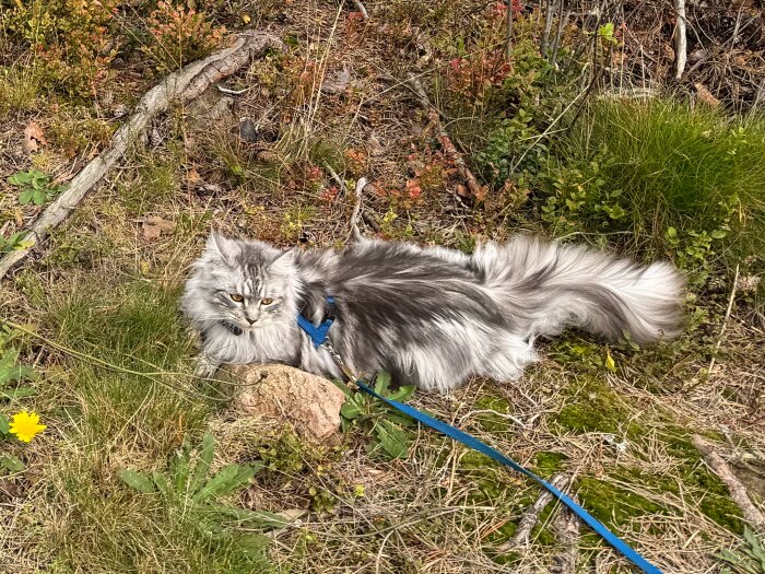 Katt i sele utomhus på gräs, kopplad med blått koppel, omgiven av grönskande växtlighet och vissna löv.