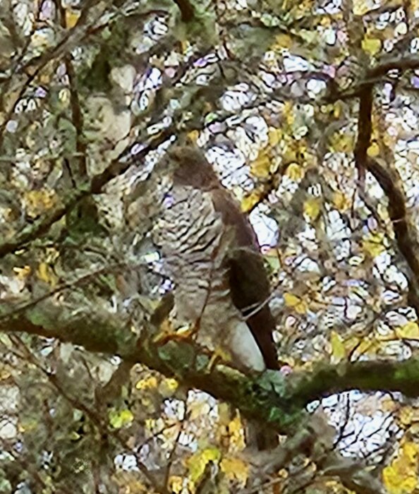 Hök sitter i träd bland höstlöv, observerad efter misslyckad jakt.