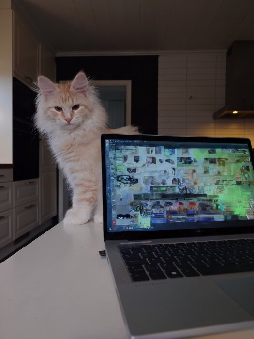 Katt bredvid en bärbar dator under ett videomöte i ett kök.