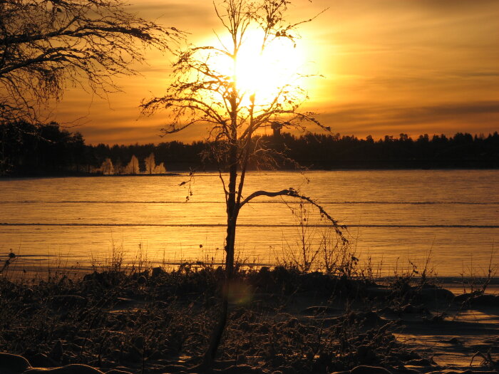 Solnedgång över fruset landskap i Luleå, 2007, med ett ensamt träd i förgrunden mot en gyllene himmel.