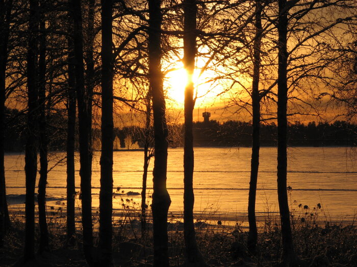 Solnedgång bakom träd vid en frusen sjö i Luleå, 2007.