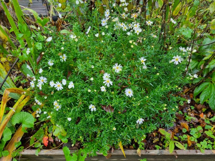 Höstaster i full blomning bland gröna och vissna löv.