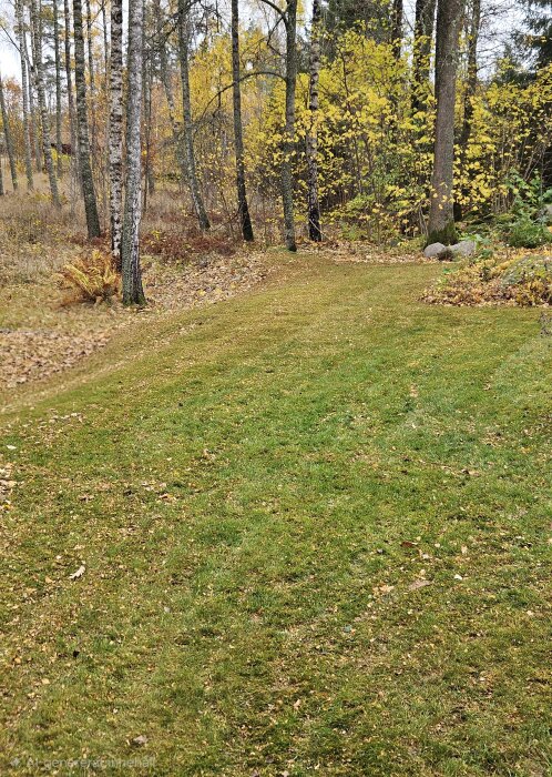 Gräsmatta med löv och träd i höstfärger, några löv ligger kvar på marken bland de gula löven.