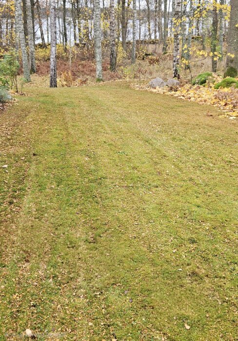 Gräsmatta med höstlöv och träd i bakgrunden, några löv kvar efter gräsklippning.