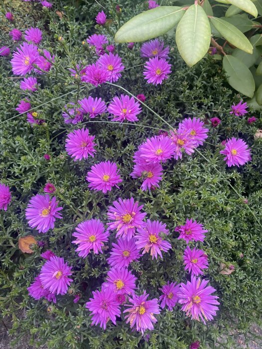 Rosa höstastrar i full blom, cirka 20 cm höga, omgivna av grönskande bladverk.