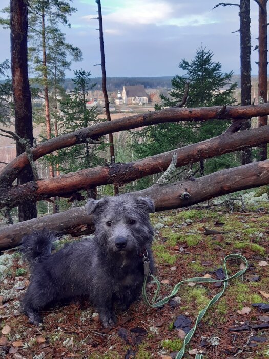 En hund står i skogen med utsikt över en by och en kyrka i bakgrunden.