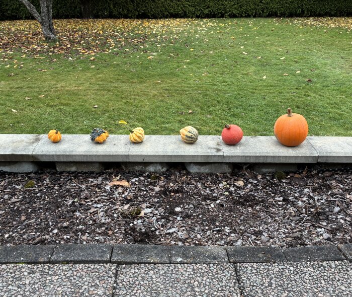Olika typer av pumpor ligger uppradade på en stenmur i en trädgård med gräs och löv i bakgrunden.