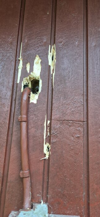 Skador på fasadpanel med hål kring rör, troligen orsakat av fågel eller djur som försöker få tag i isolering.